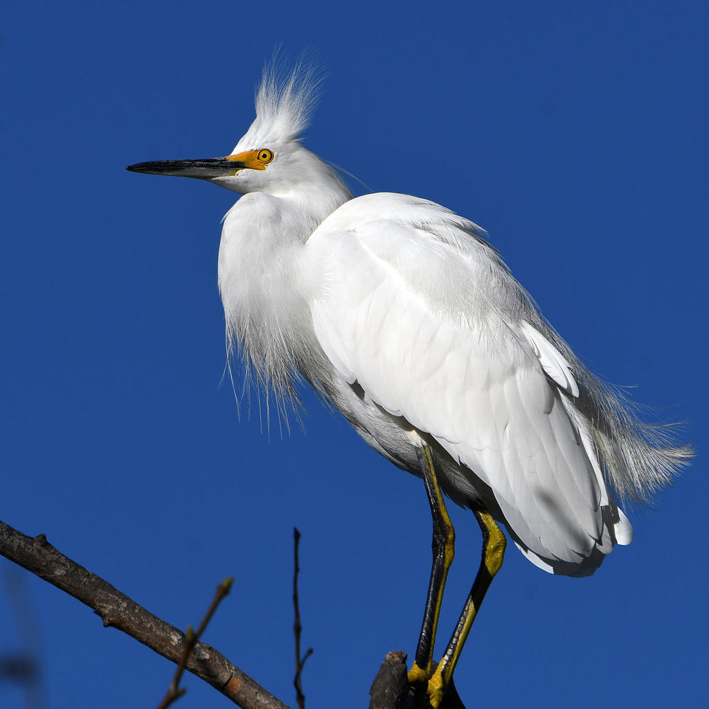 Egret.jpg