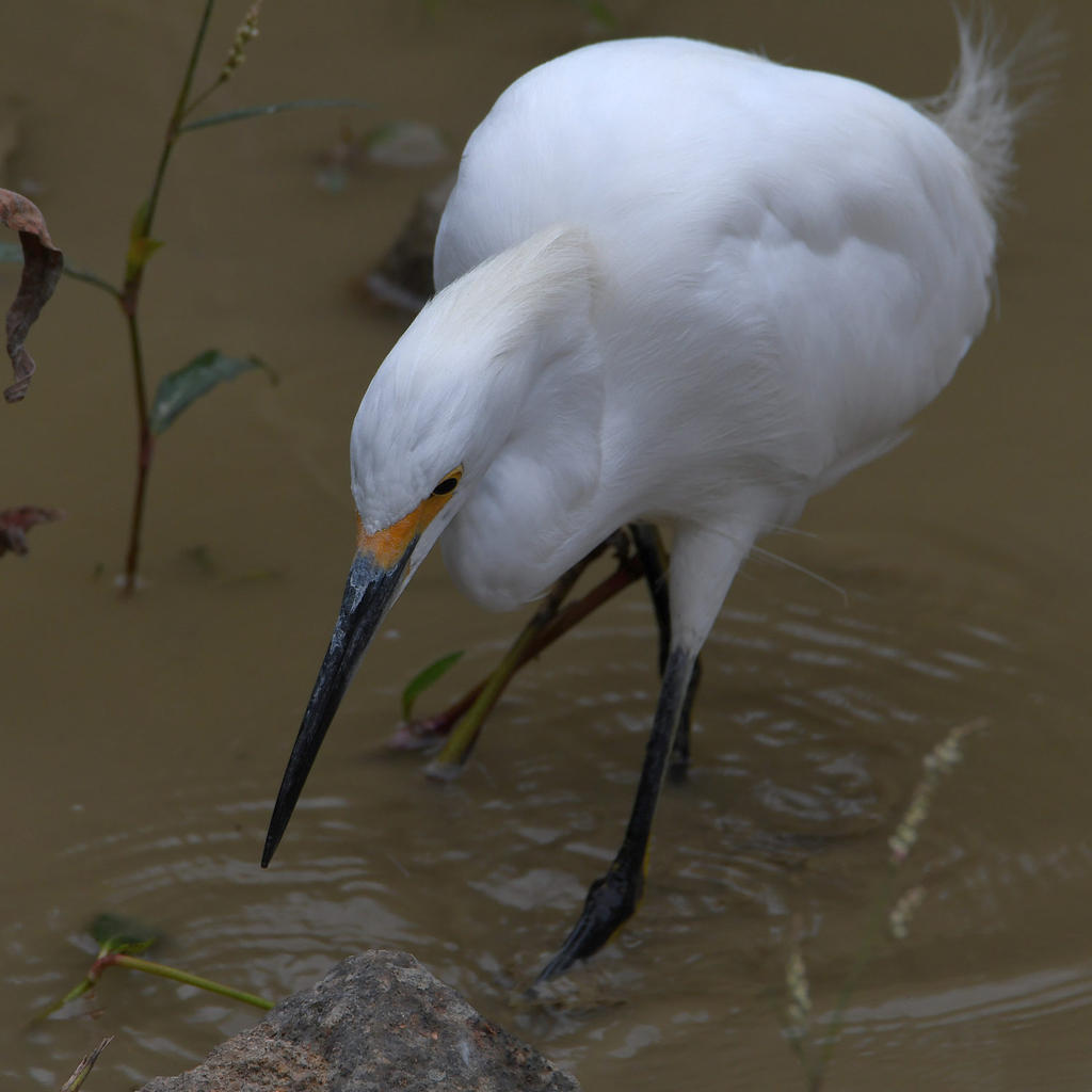 Egret.jpg