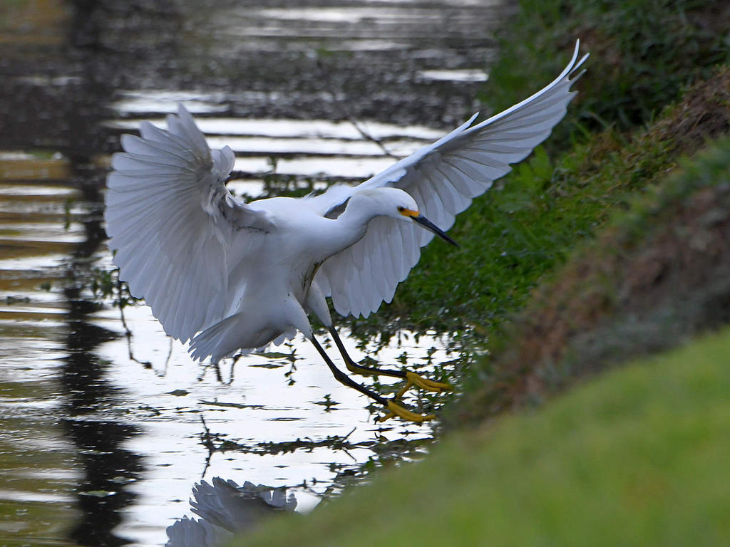 Egret.jpg
