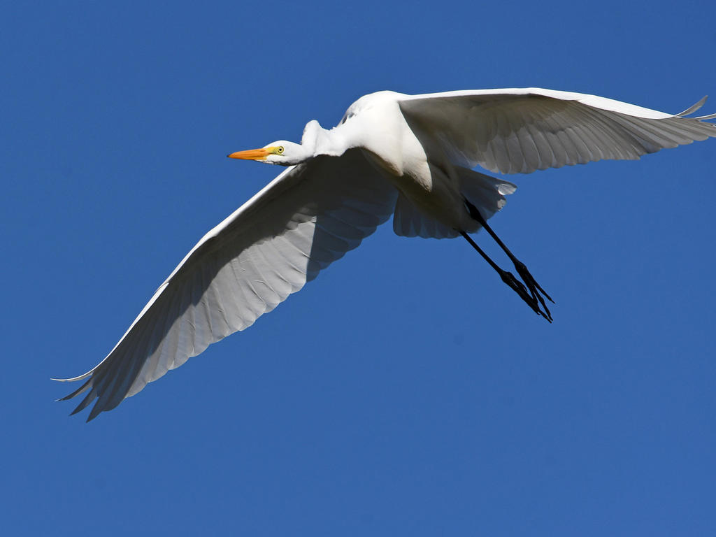 Egret.jpg