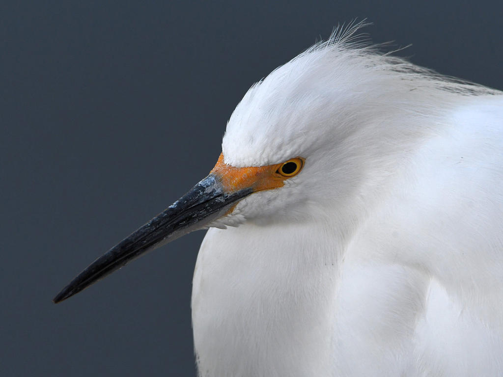 Egret.jpg