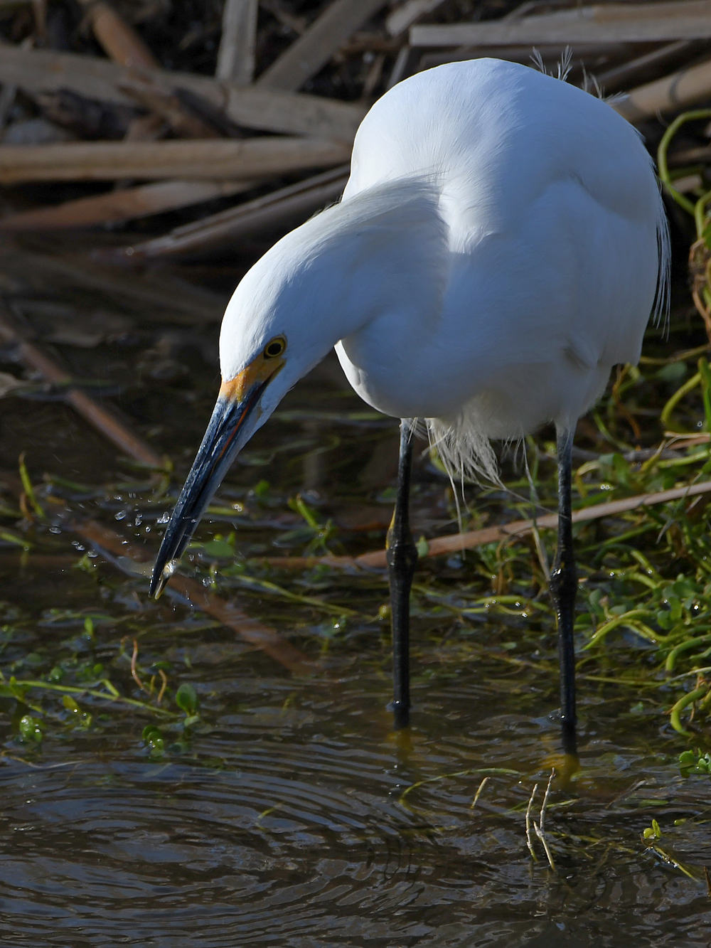 Egret.jpg