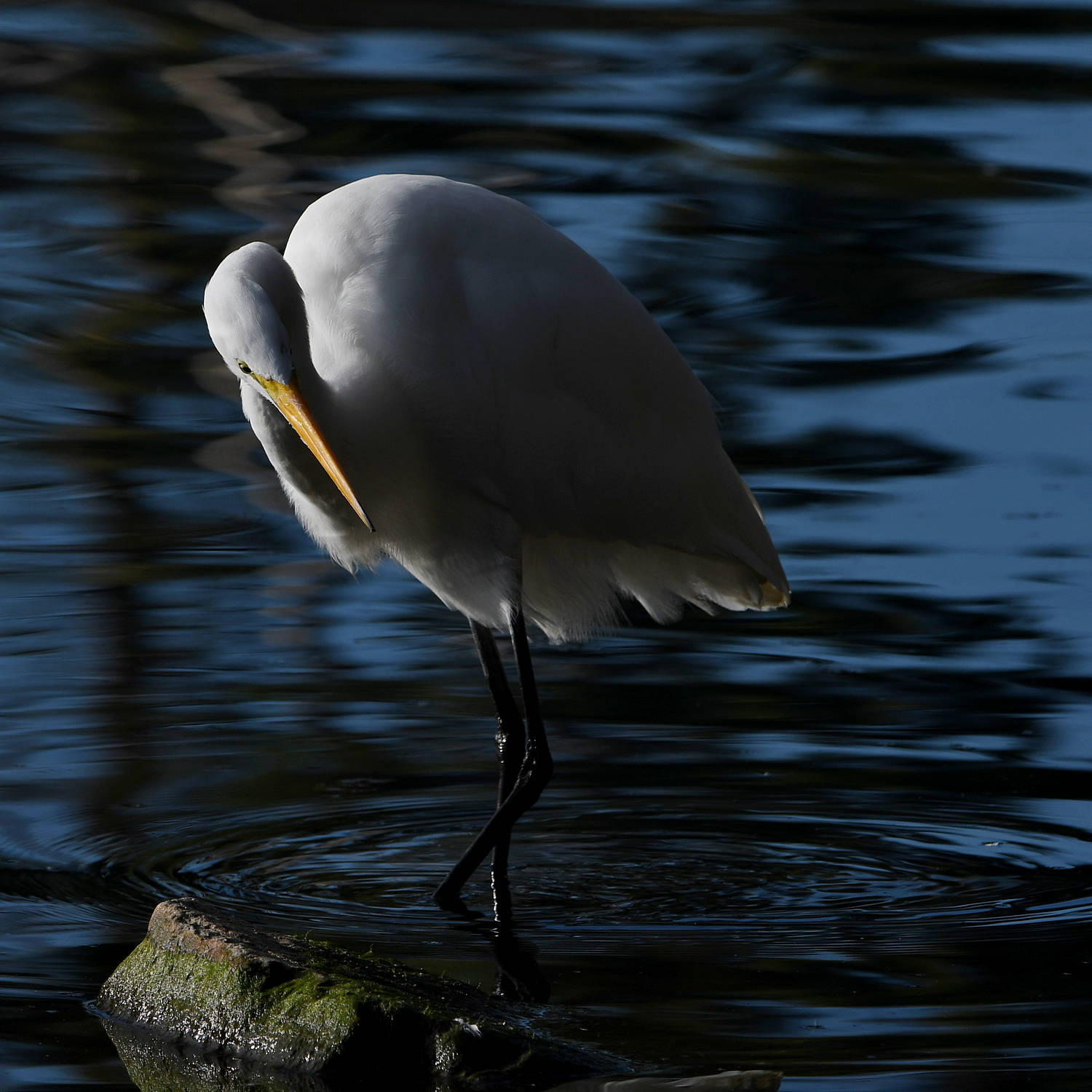 Egret.jpg