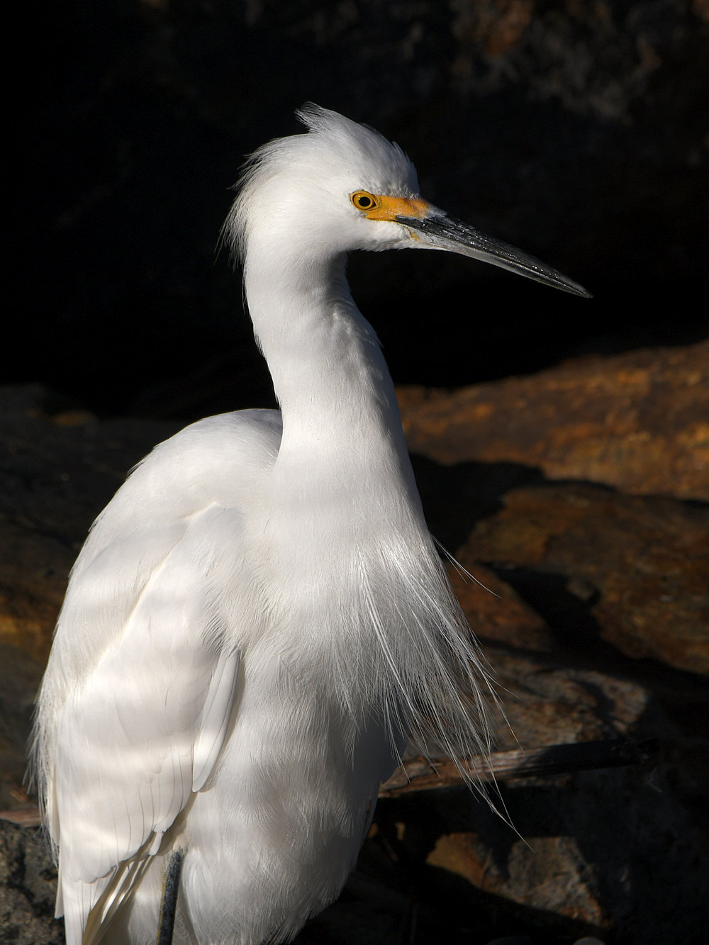 Egret.jpg
