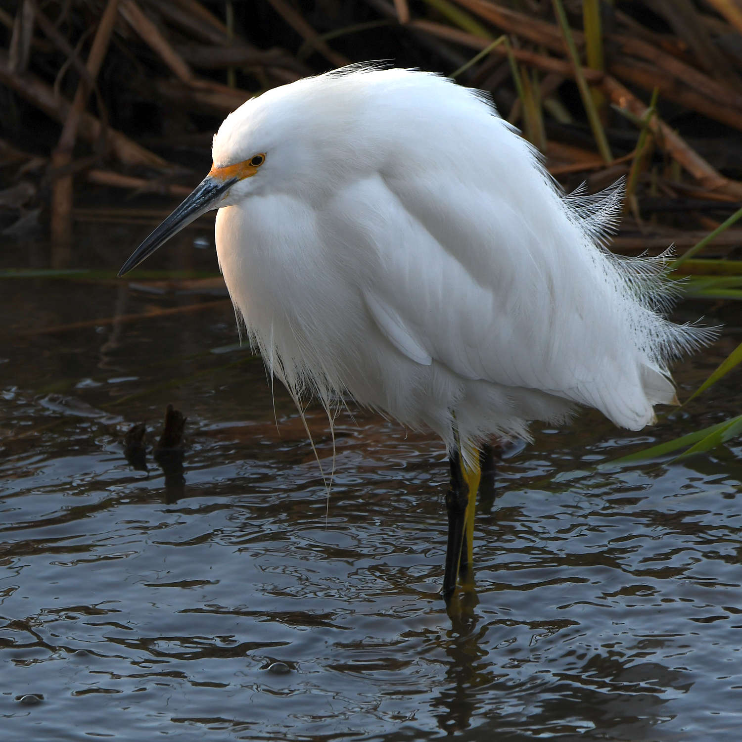 Egret.jpg