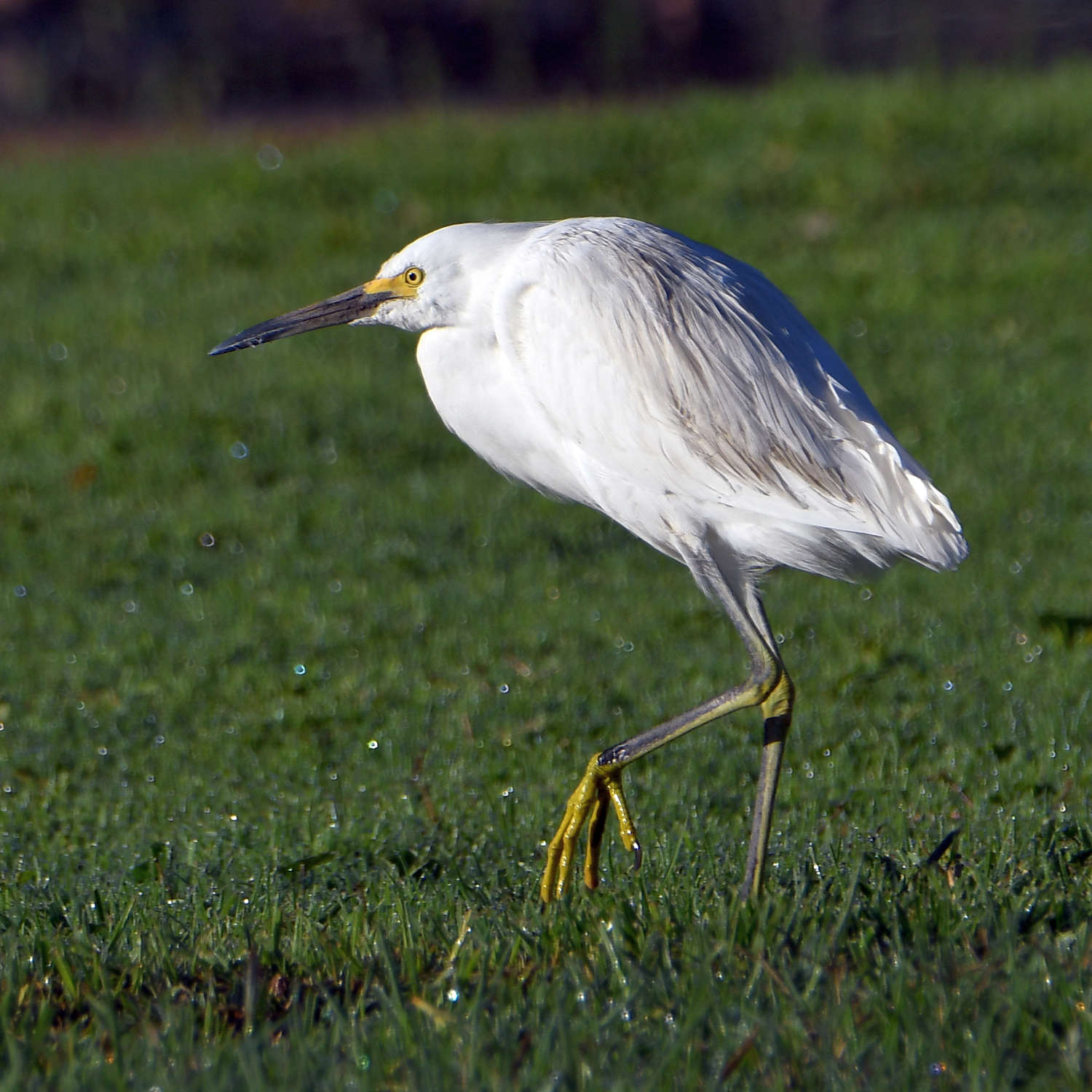 Egret.jpg