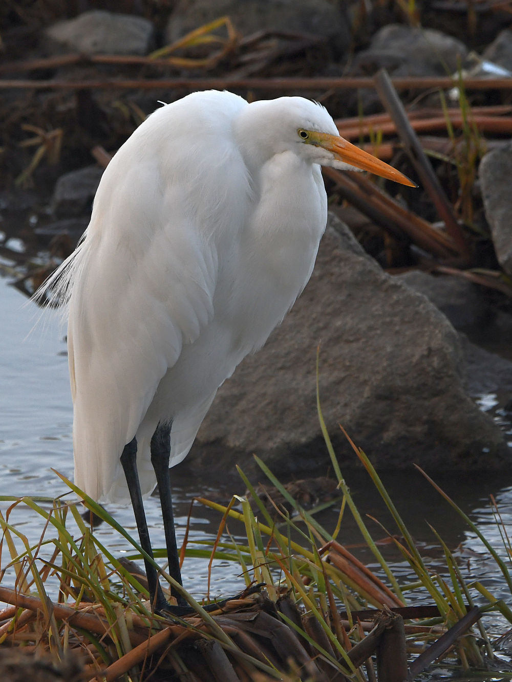 Egret.jpg