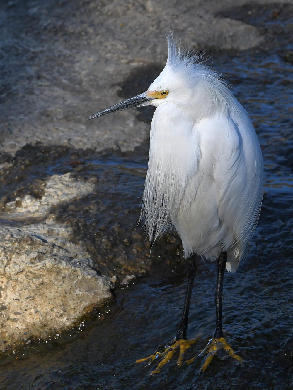 Egret.jpg