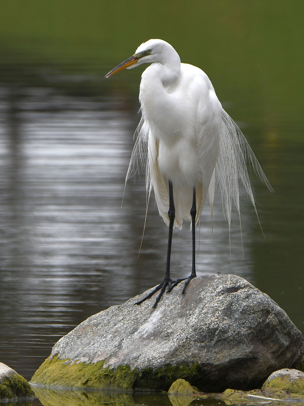 Egret.jpg
