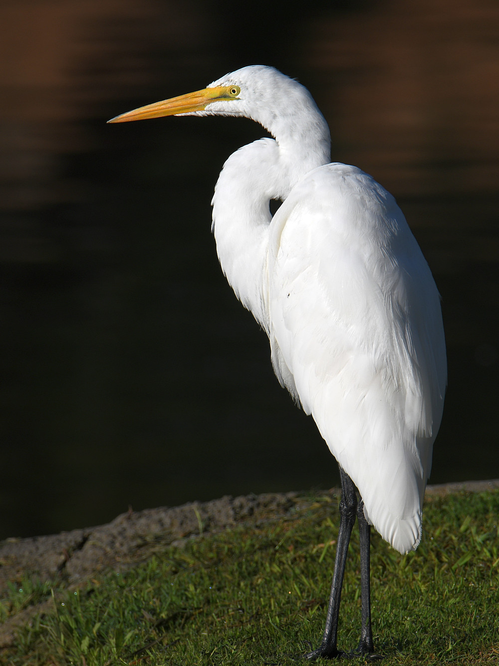 Egret.jpg