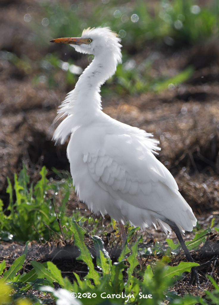 egret N HR 500_1690.jpg