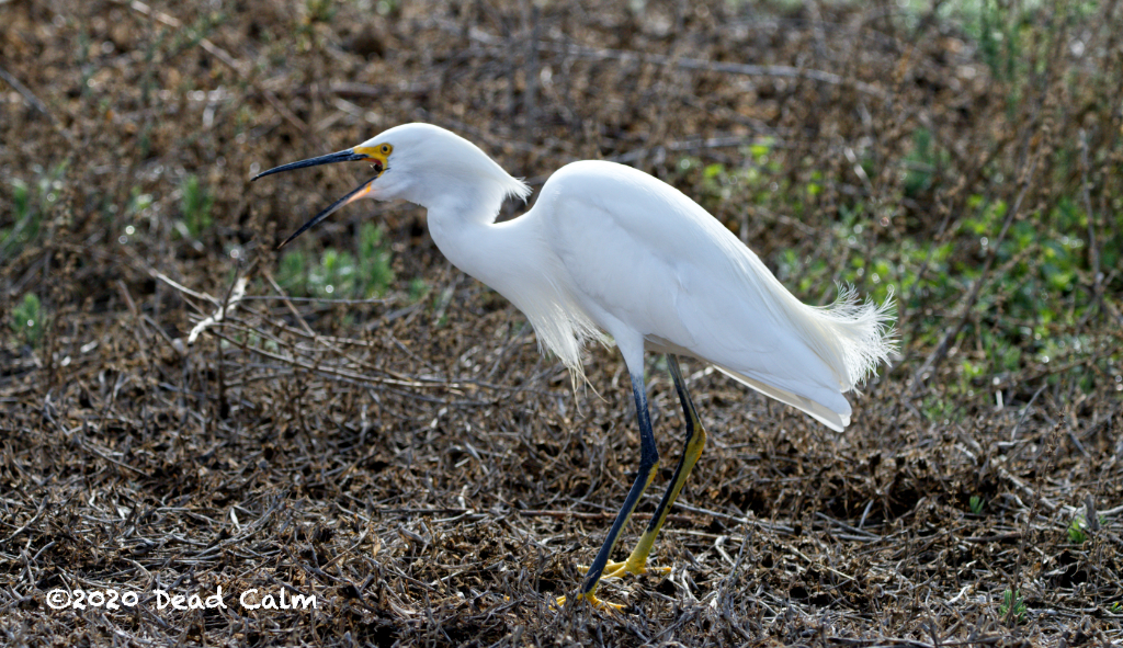 egret N HR 500_1694.jpg