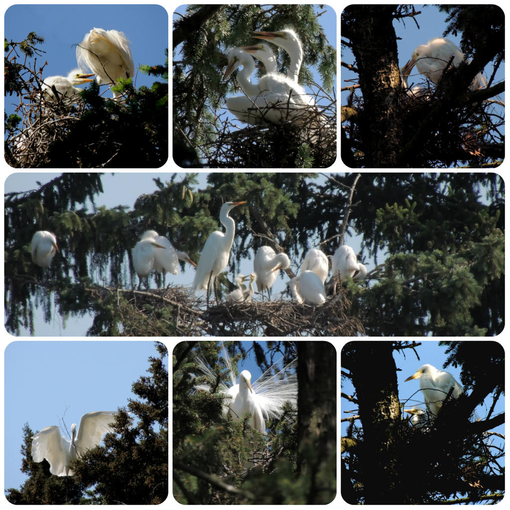 Egret Rookerly collage.jpg