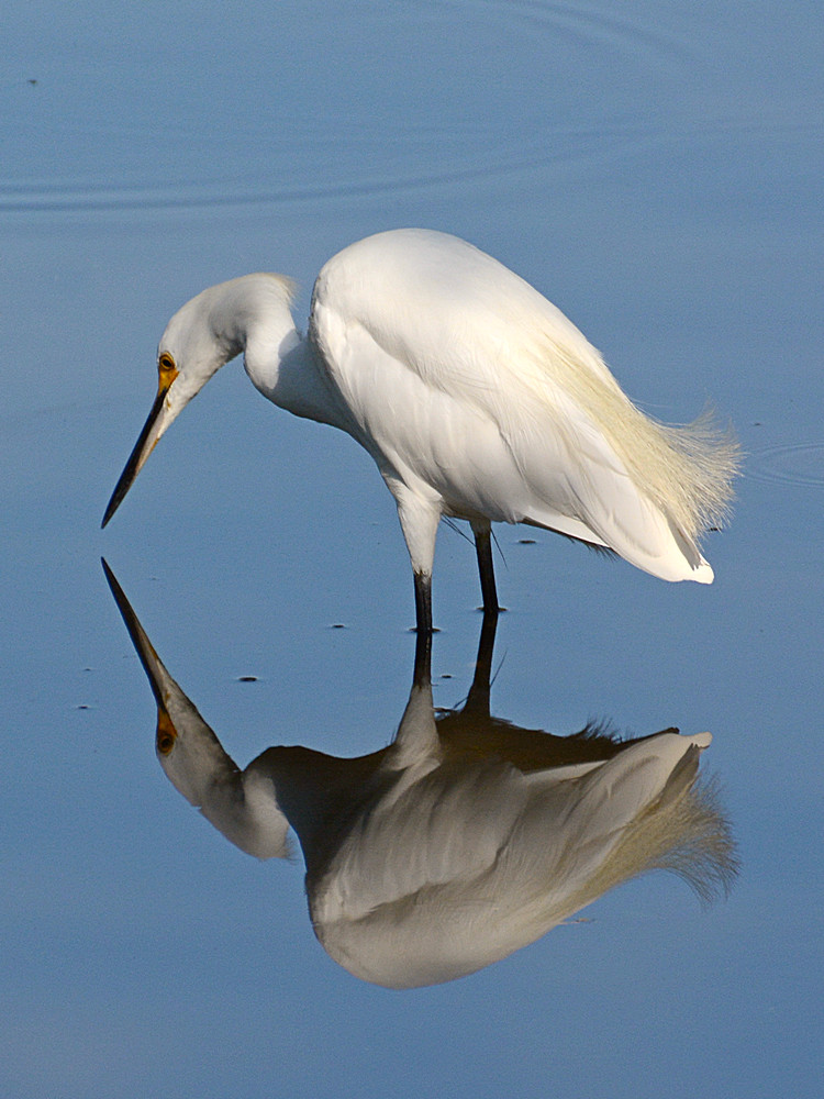Egret10.jpg