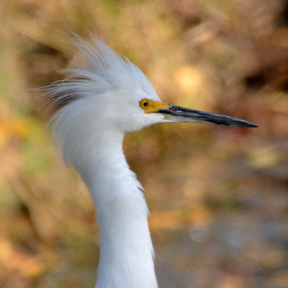 Egret10.jpg