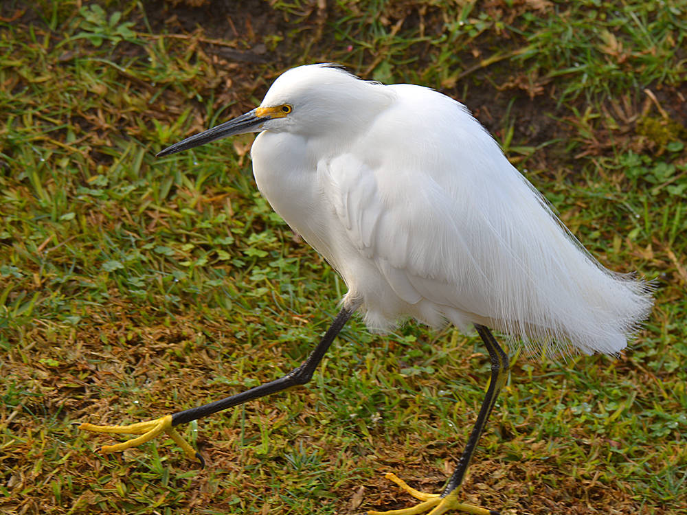 Egret10.jpg
