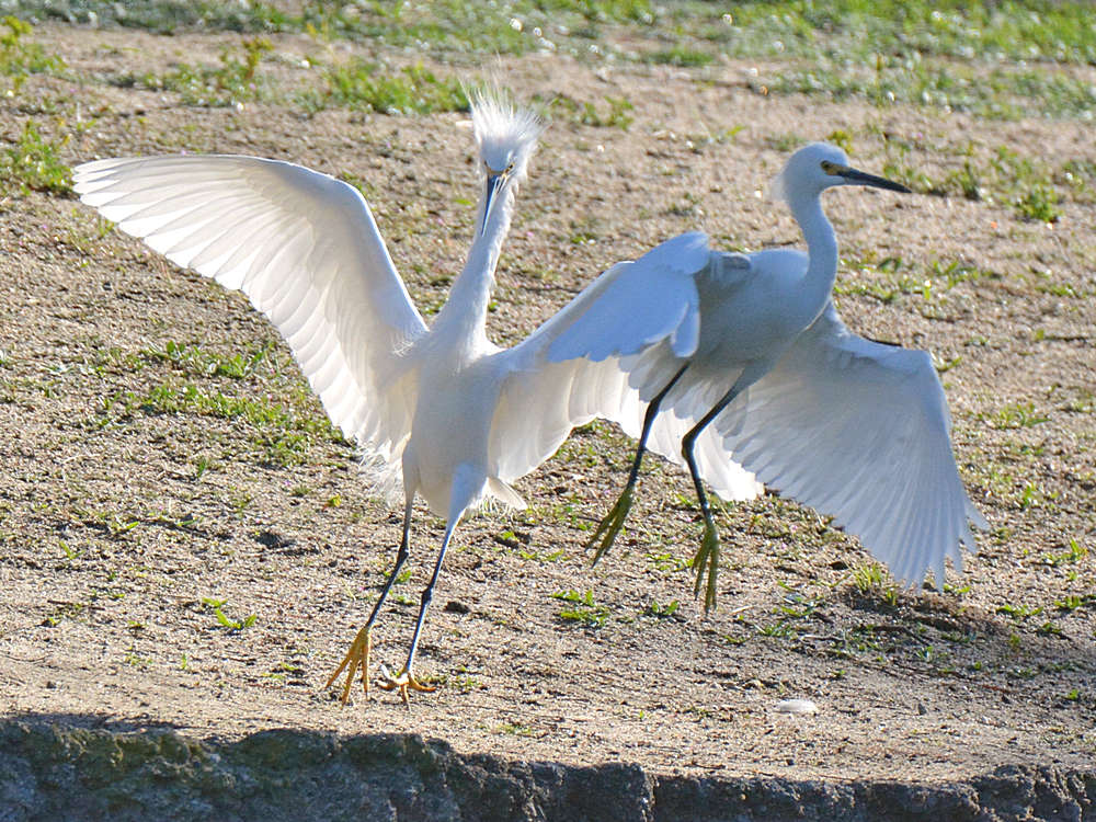 Egret10.jpg