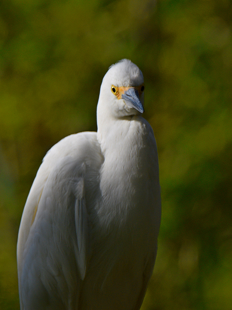 Egret10.jpg