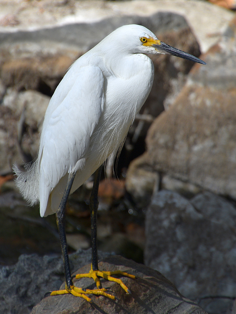 Egret10.jpg