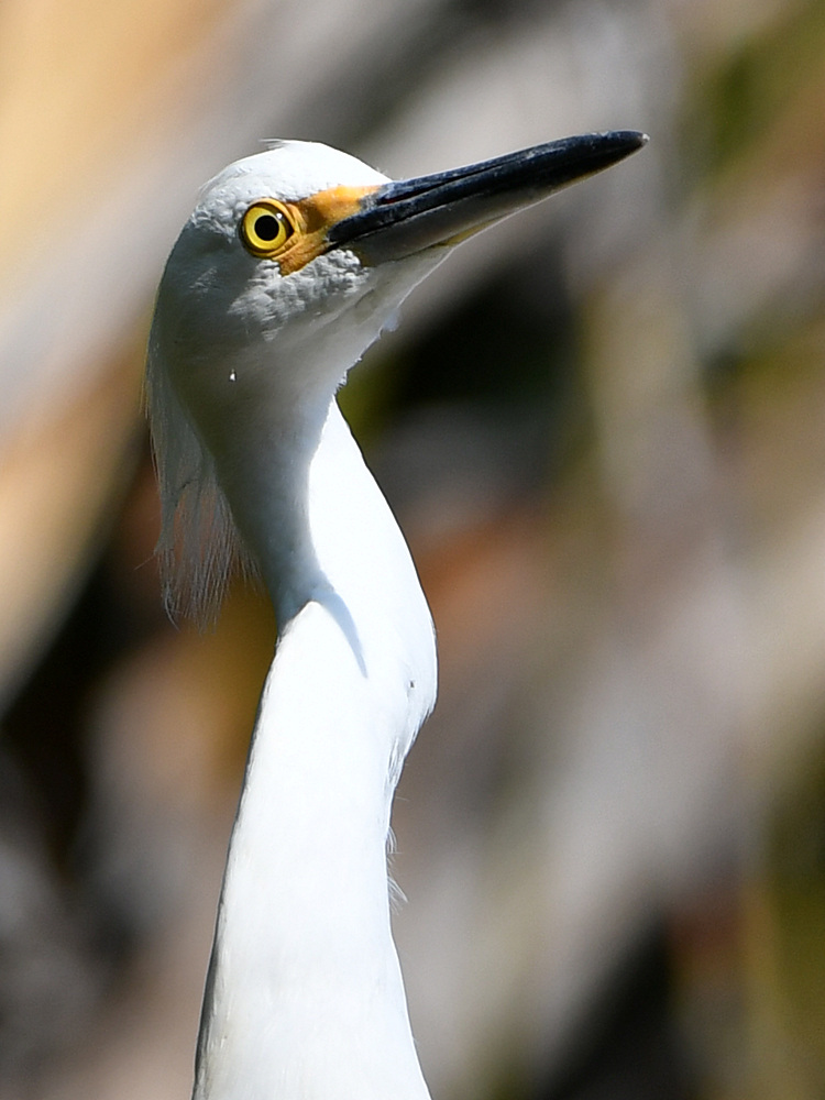 Egret10.jpg