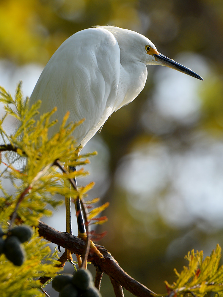 Egret10.jpg