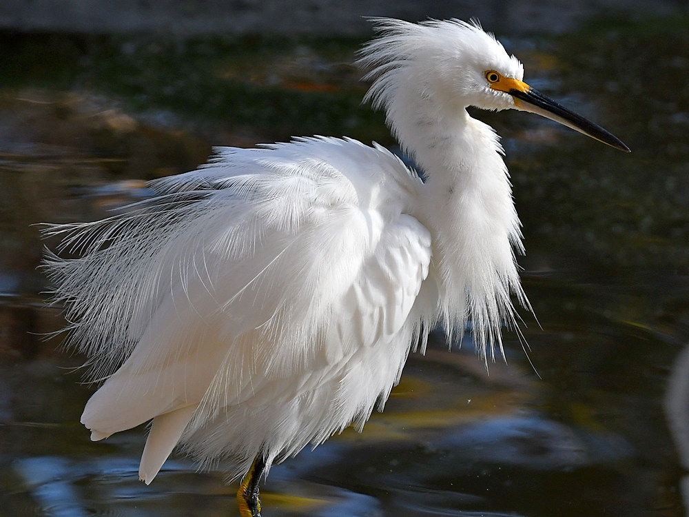 Egret10.jpg