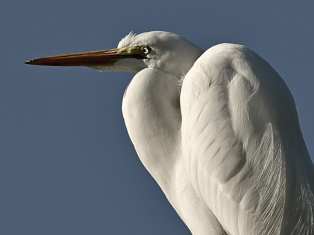 Egret10.jpg