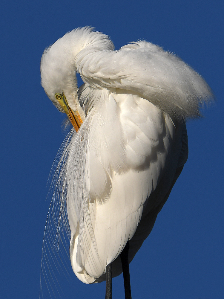 Egret10.jpg