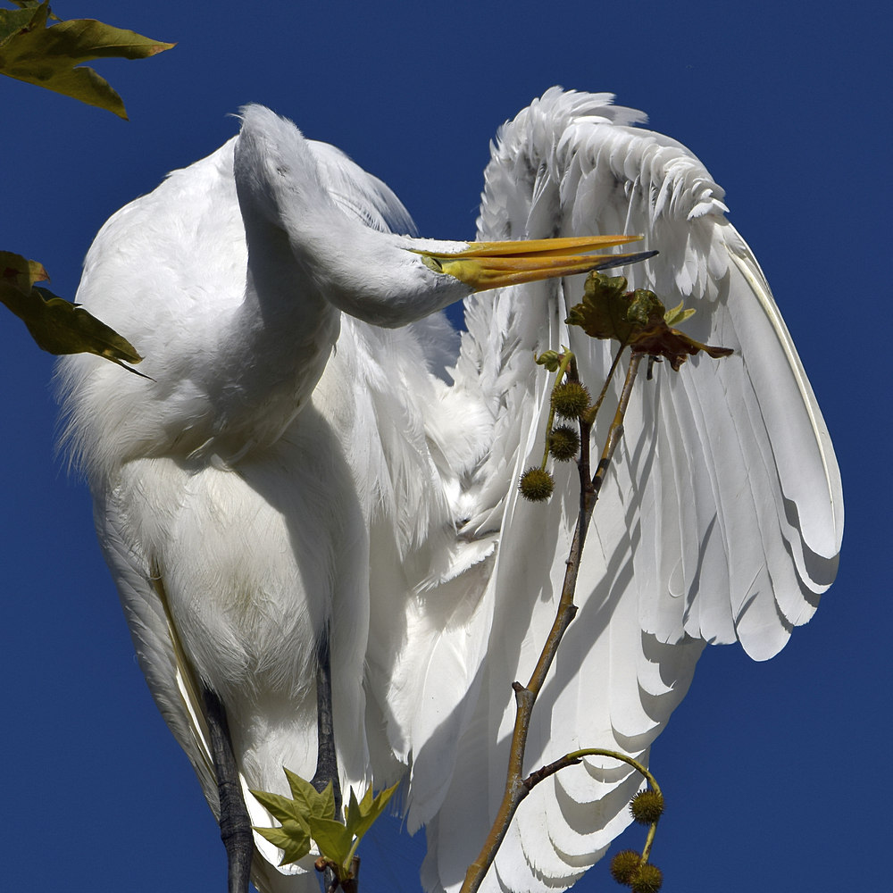 Egret10.jpg