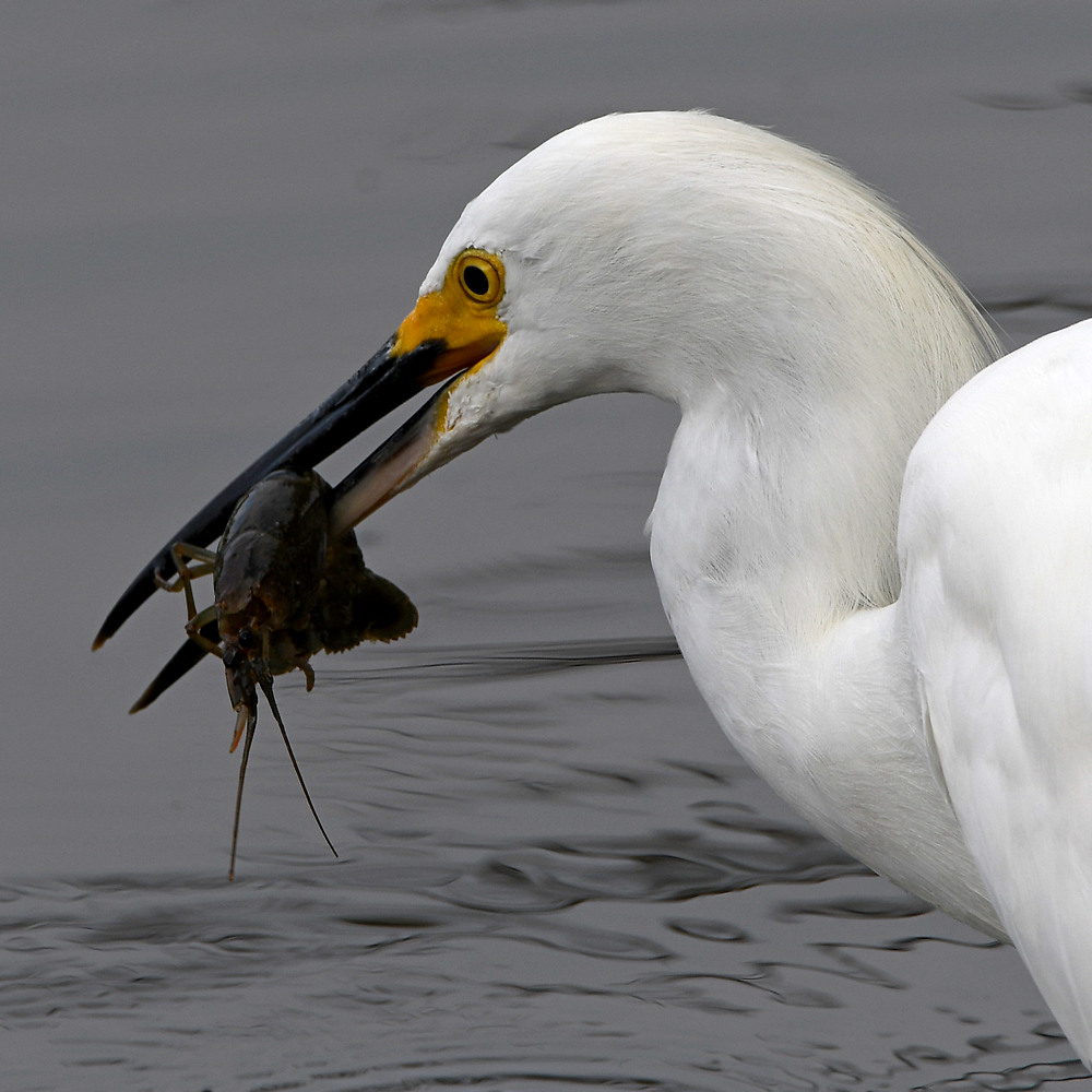Egret10.jpg