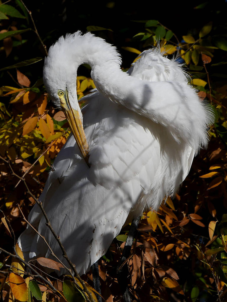Egret10.jpg