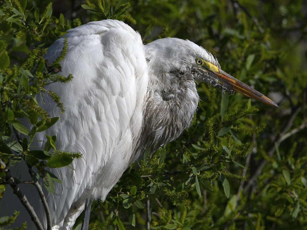 Egret10.jpg