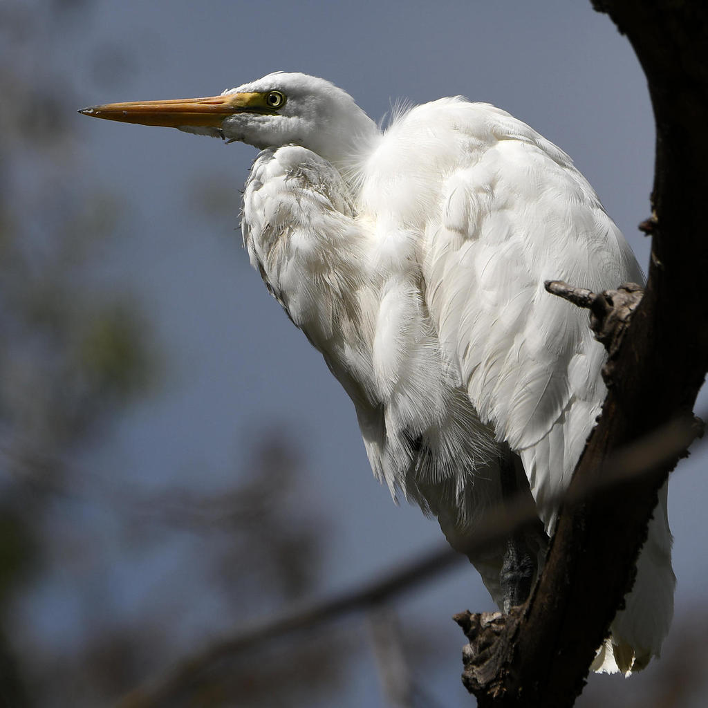 Egret10.jpg