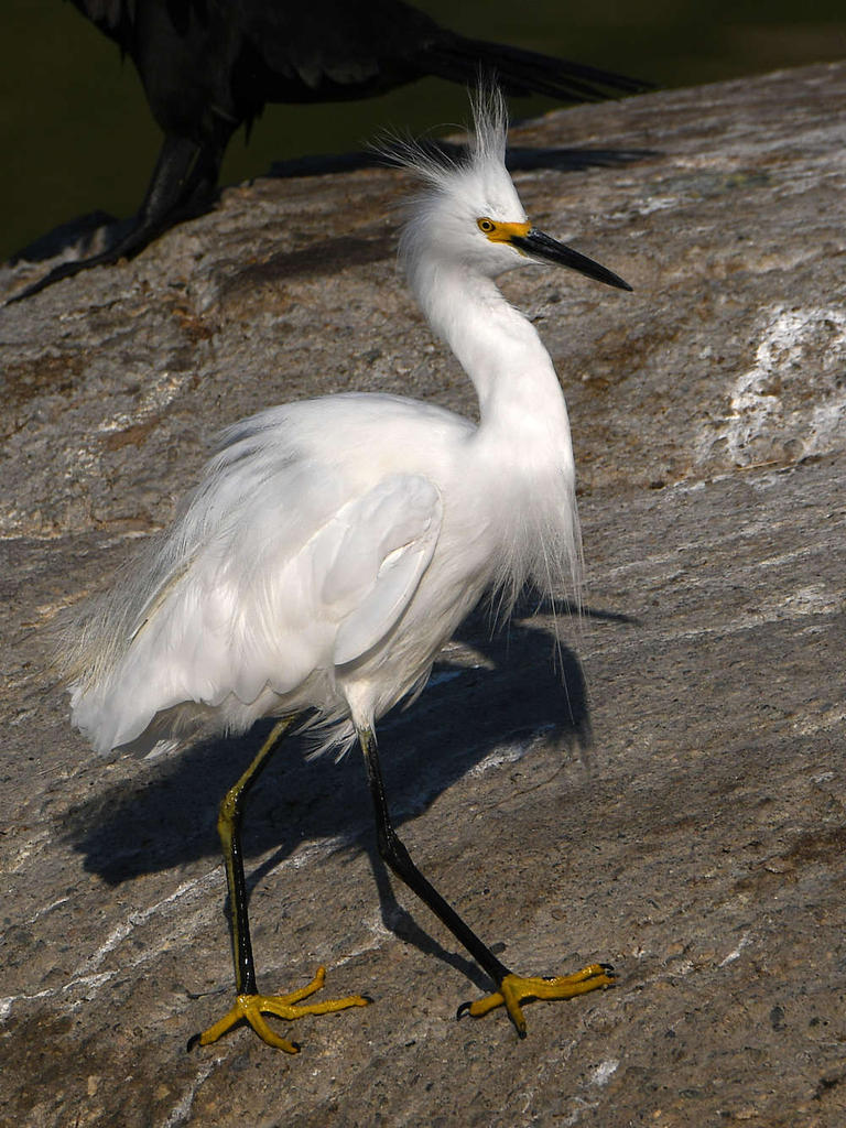Egret10.jpg