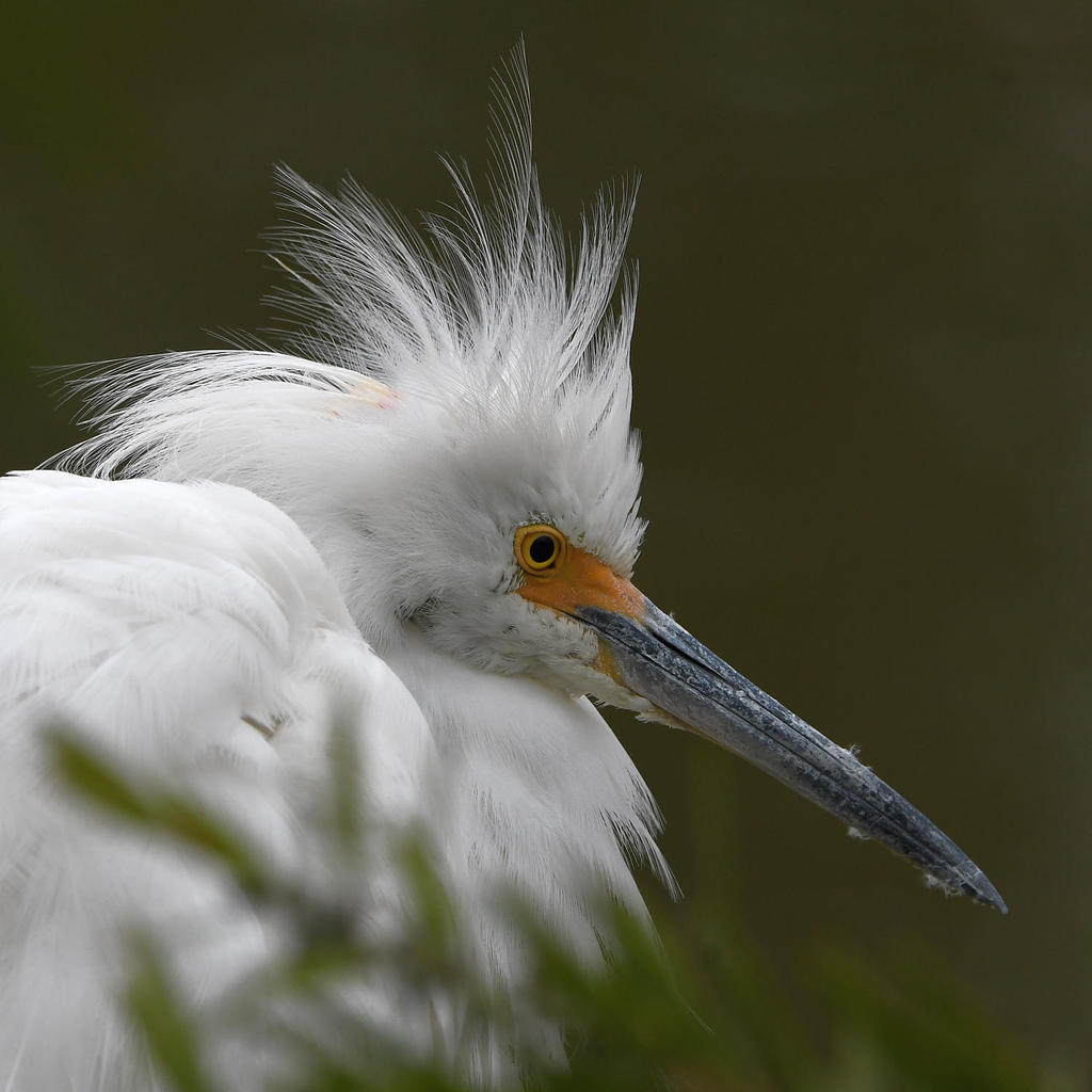 Egret10.jpg