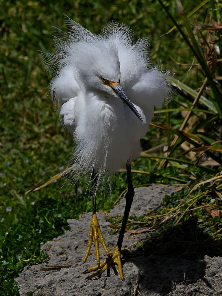 Egret10.jpg