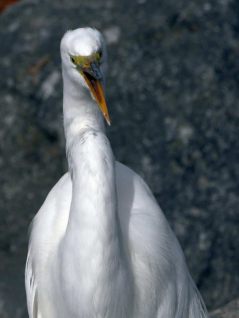 Egret10.jpg