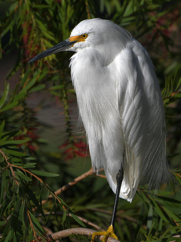 Egret10.jpg