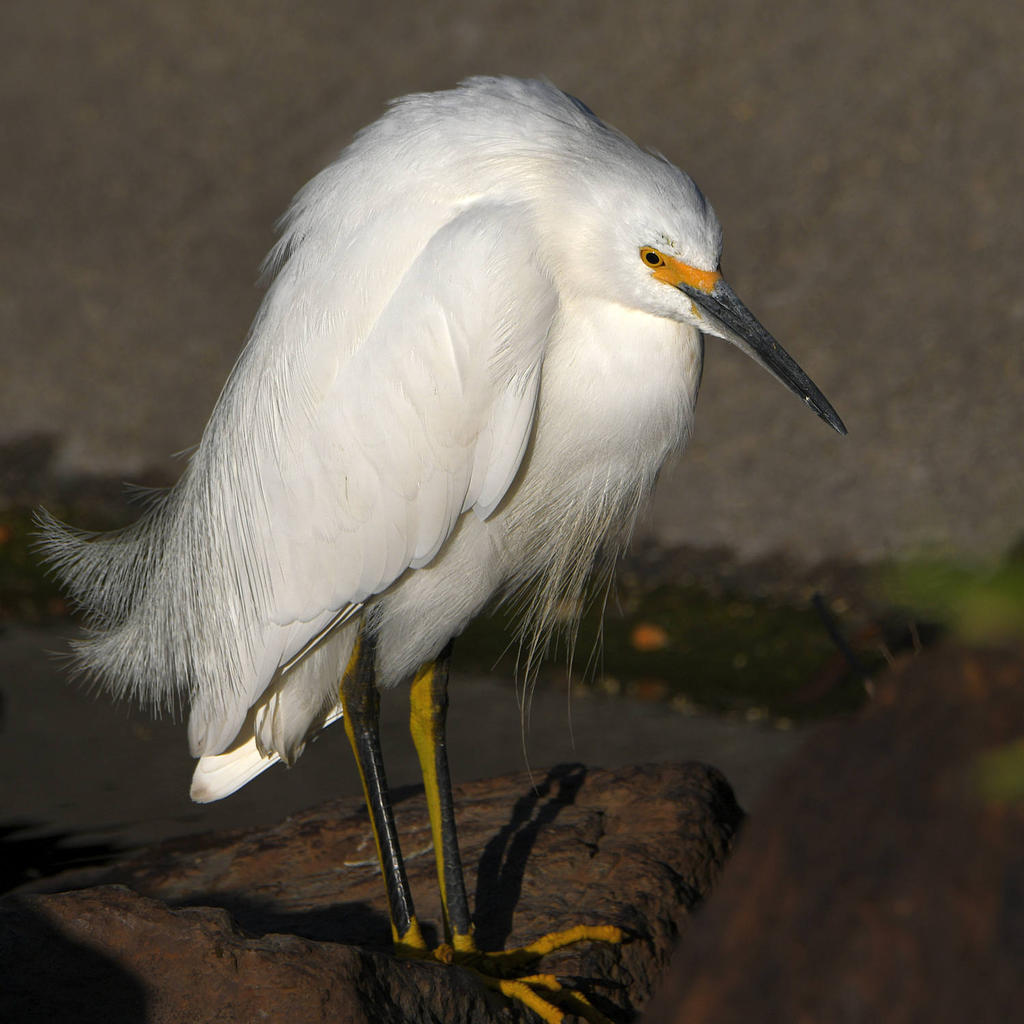 Egret10.jpg