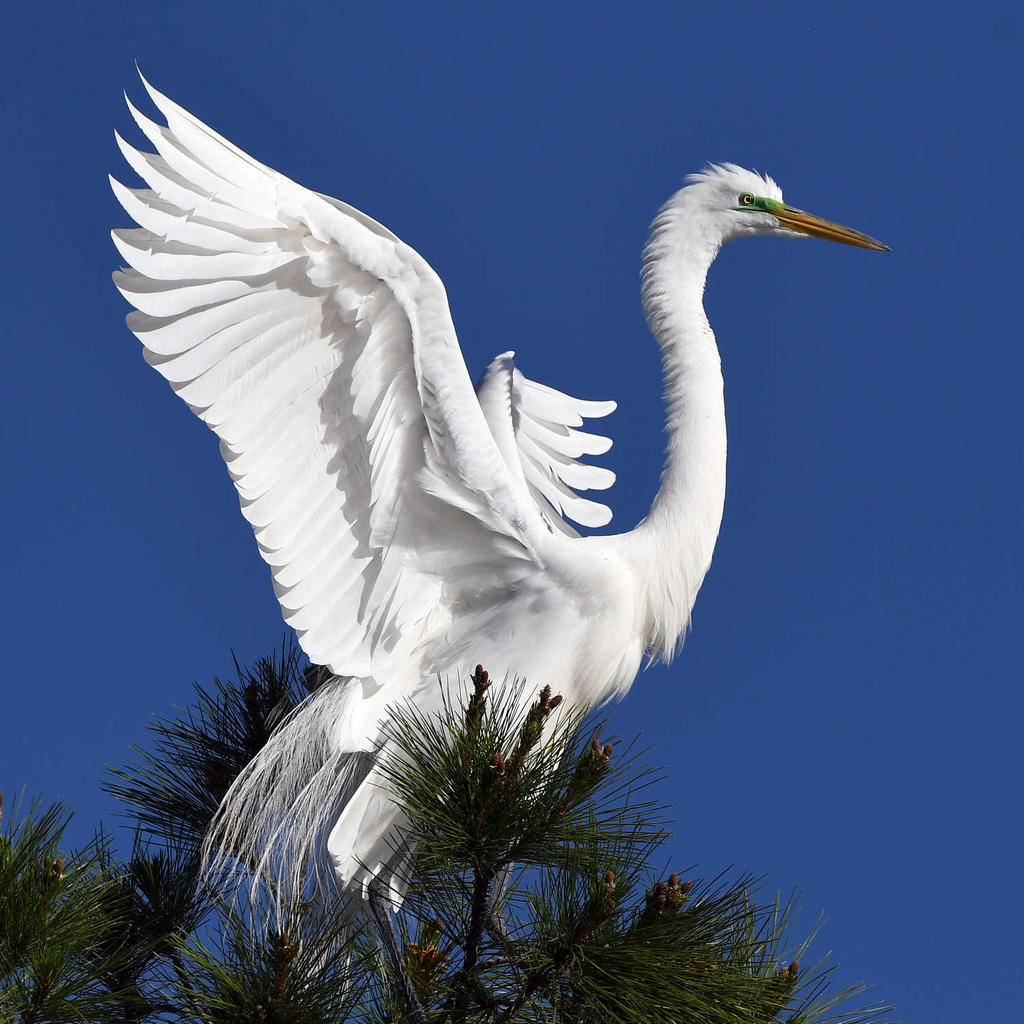 Egret10.jpg