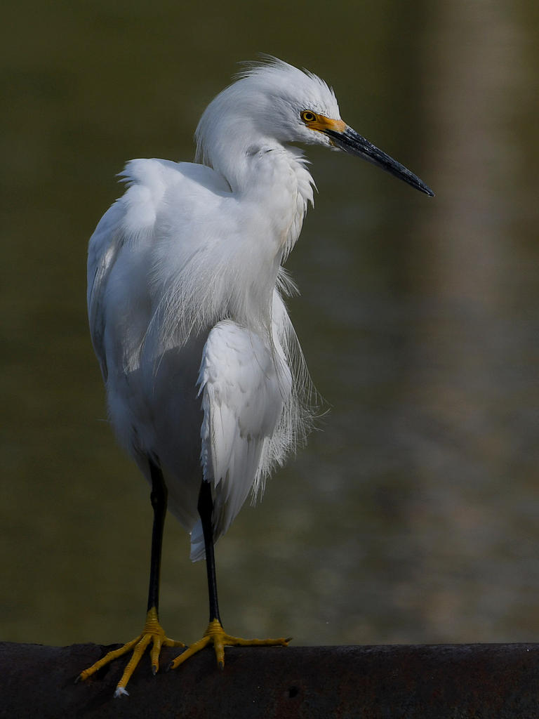 Egret10.jpg