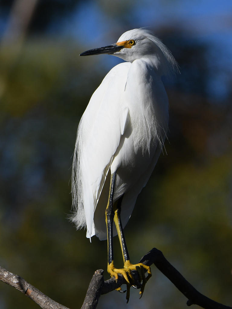 Egret10.jpg
