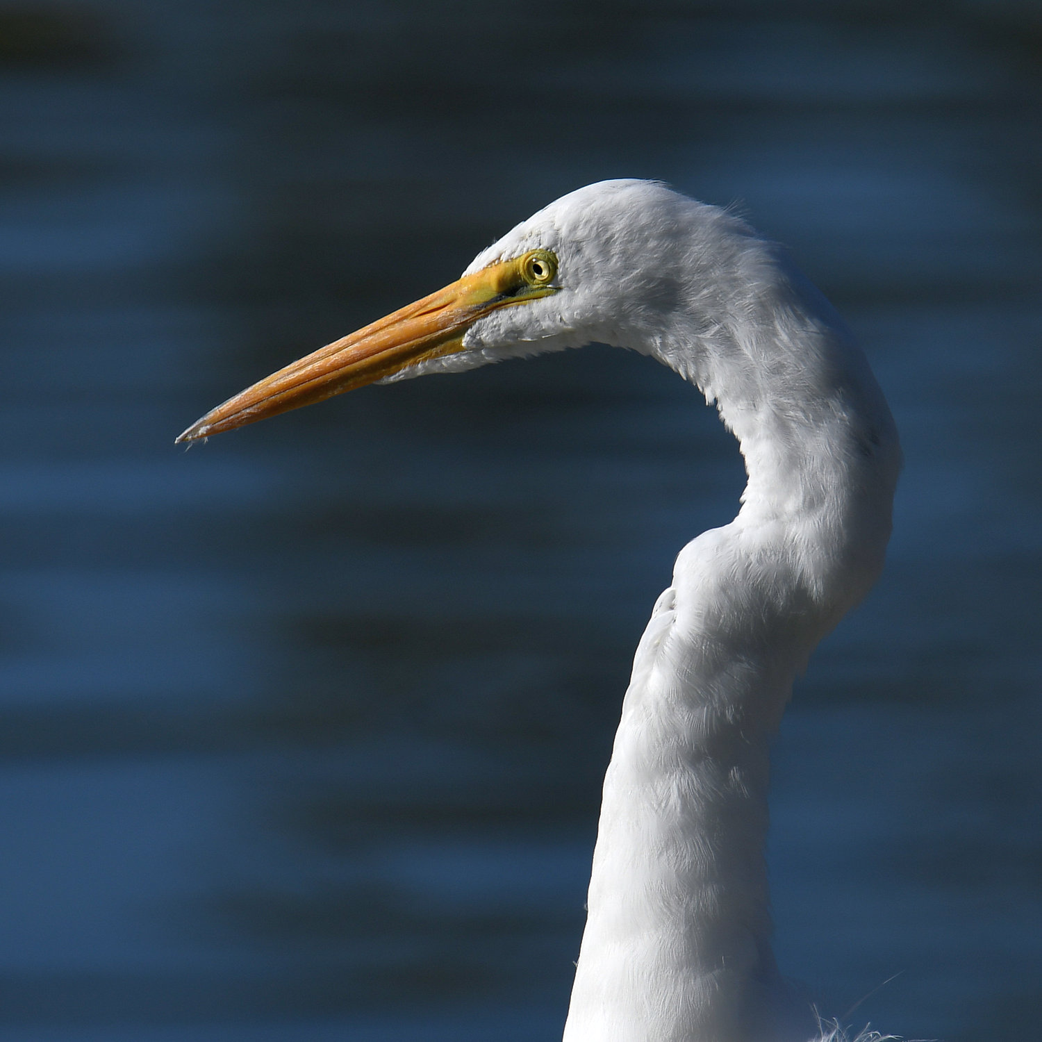 Egret10.jpg