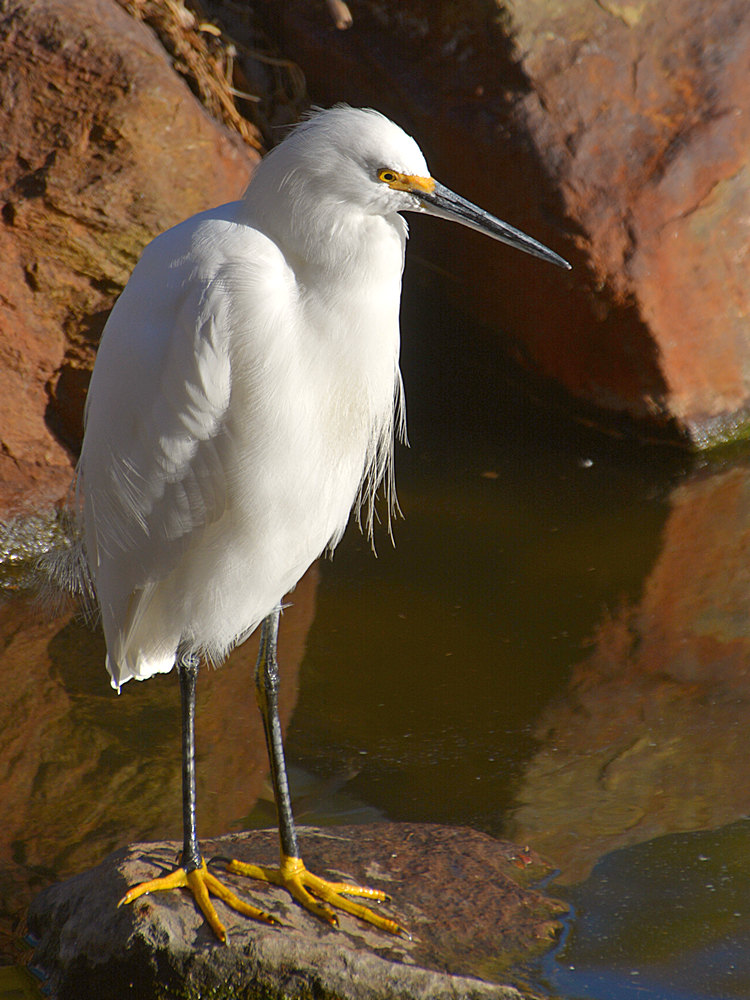 Egret11.jpg