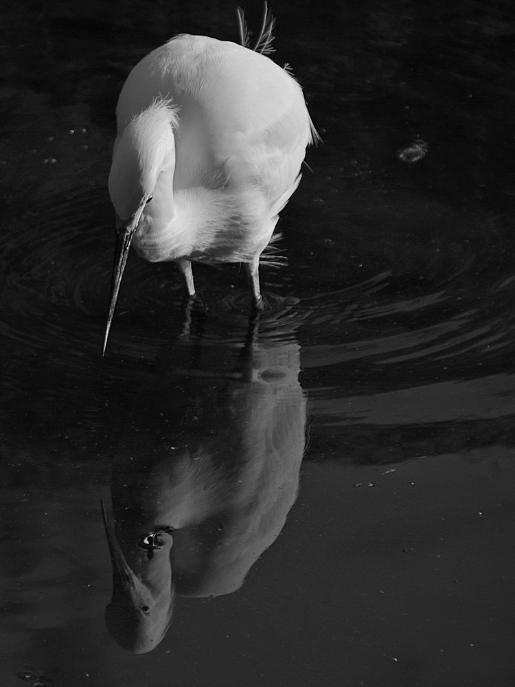 Egret11.jpg
