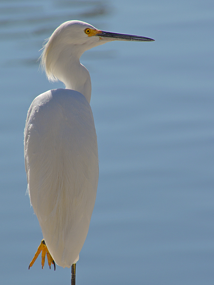 Egret11.jpg
