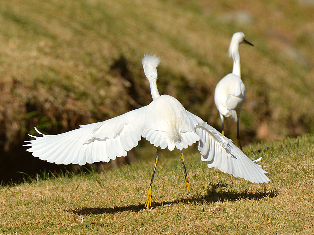 Egret11.jpg