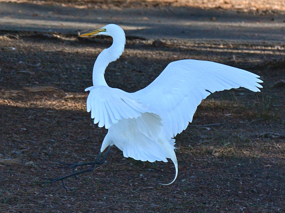 Egret11.jpg