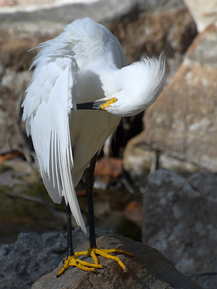 Egret11.jpg