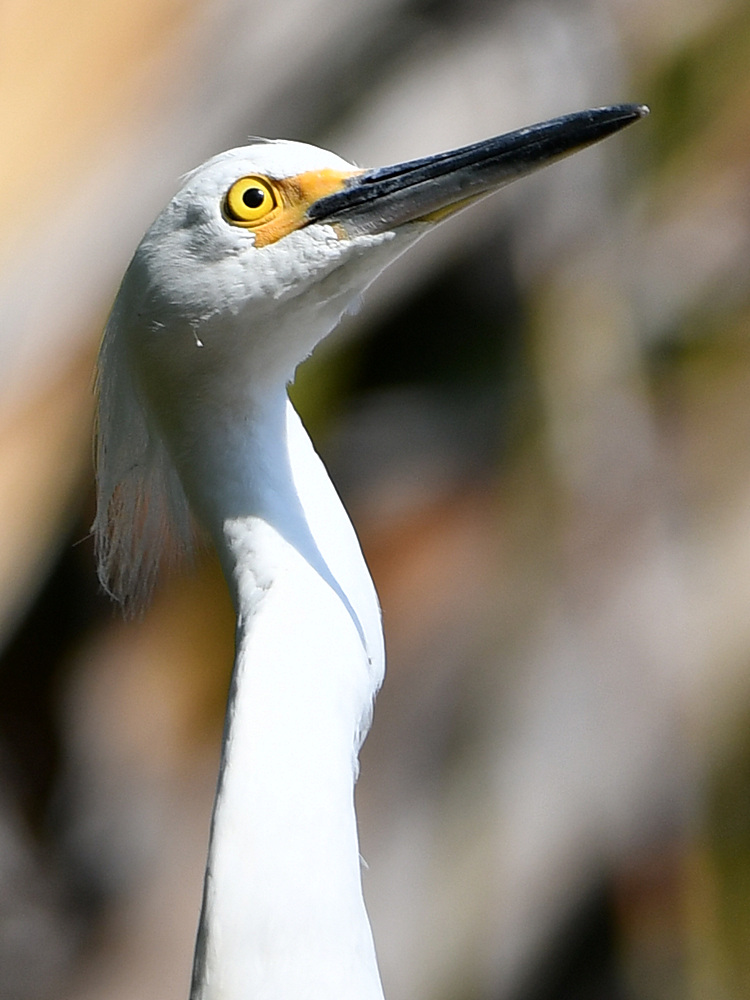 Egret11.jpg